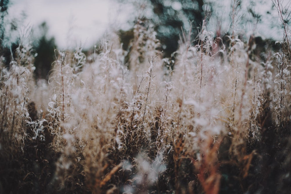 wild heathland